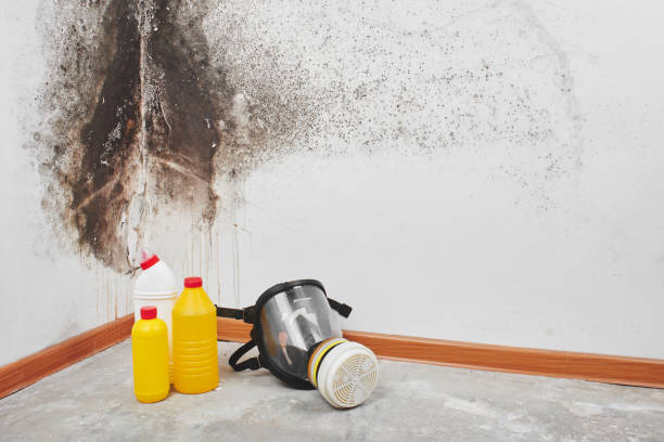 Best Office Mold Removal Services  in Walker Mill, MD