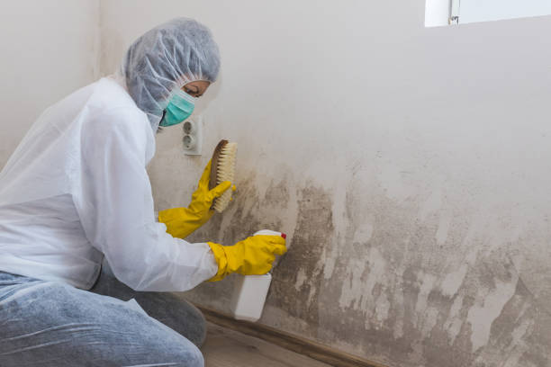 Best Mold Removal Specialists  in Walker Mill, MD