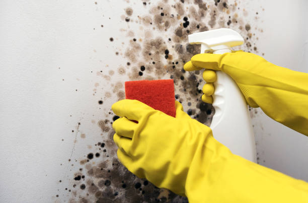 Best Home Mold Removal  in Walker Mill, MD