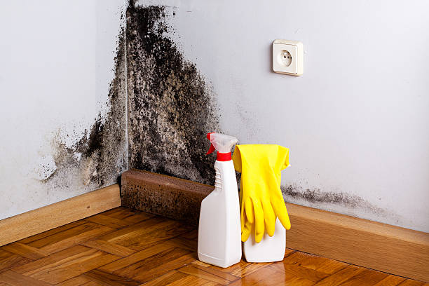 Best Mold Removal Company Near Me  in Walker Mill, MD